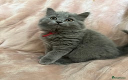 British Longhair cats for sale: Beautiful GCCF registered British long haired  - Image 6