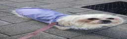 Mixed Breed dogs for sale: beautiful Maltes/Lhasa apso  - Advert 6