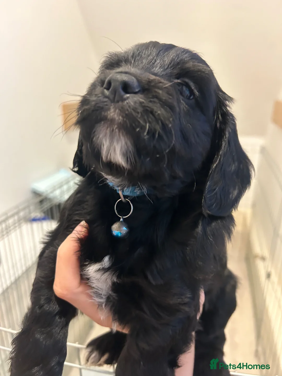 Cockapoo dogs for sale: Cockapoo male  - Advert 6