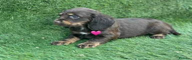 Cocker Spaniel 2