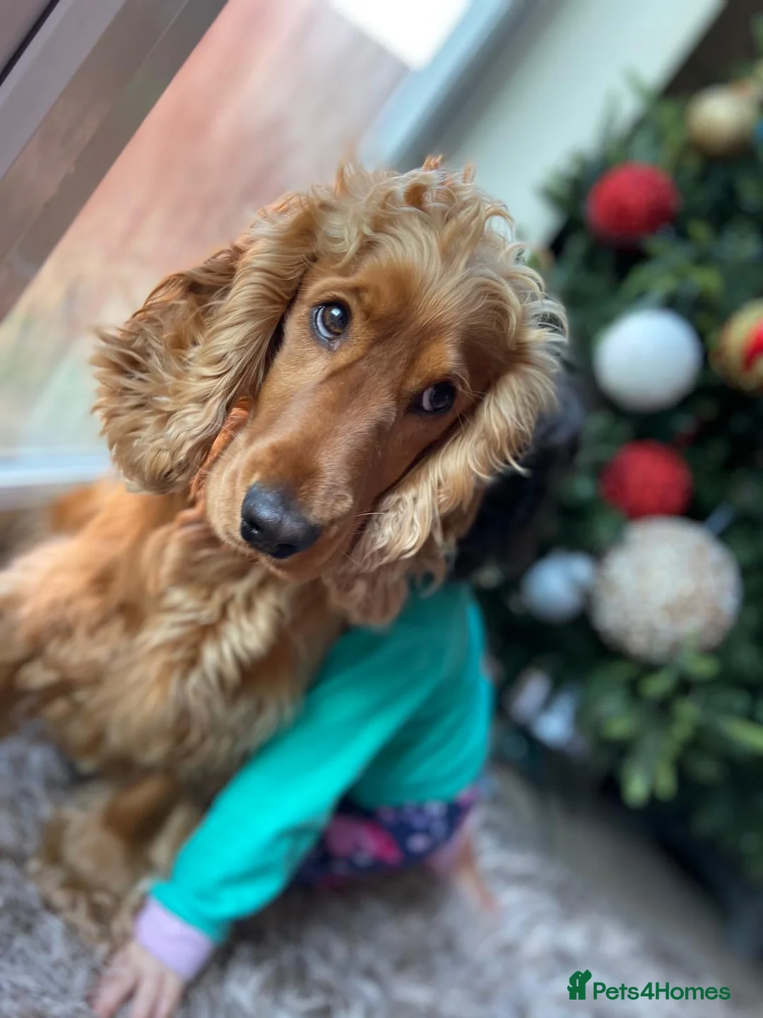 Cocker Spaniel dogs for stud: Cocker Spaniel For Stud in Liverpool - Advert 12