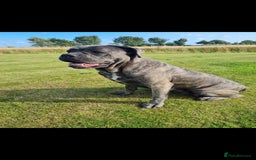 Cane Corso dogs for sale: Cane Corso pups for sale  - Advert 7