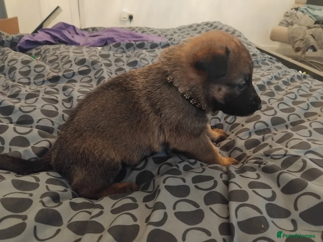 German Shepherd dogs for sale: German shepherd Puppies - Advert 25