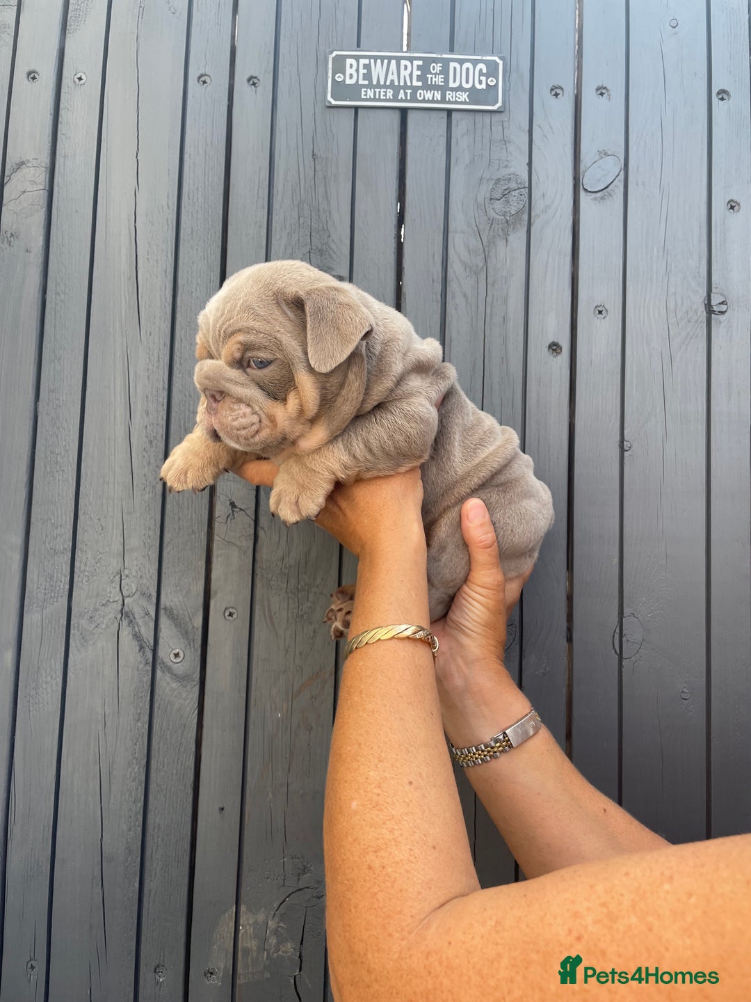 English Bulldog dogs for sale: Quality English bulldogs  - Image 11