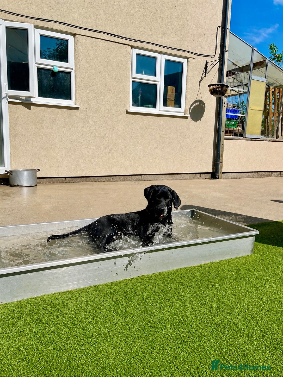 Labrador Retriever dogs Exceptional KC Reg Labrador Puppies For Sale! - Advert 1