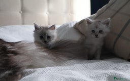 Maine Coon cats for sale: ***High Silver Shaded Kittens*** - Image 11