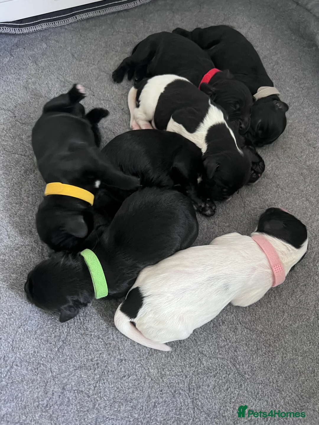 Sprocker dogs for sale: Adorable Sprocker Spaniel puppies Leeds - Advert 3