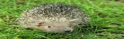 Pygmy Hedgehog rodents for sale: Gorgeous 2026 Lesser Tenrec babies - Advert 5
