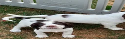 English Springer Spaniel dogs for sale: HEALTH TESTED QUALITY ENGLISH SPRINGER SPANIELS  - Advert 17