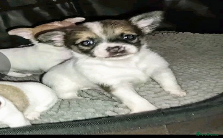 Jack Russell dogs - Advert 2
