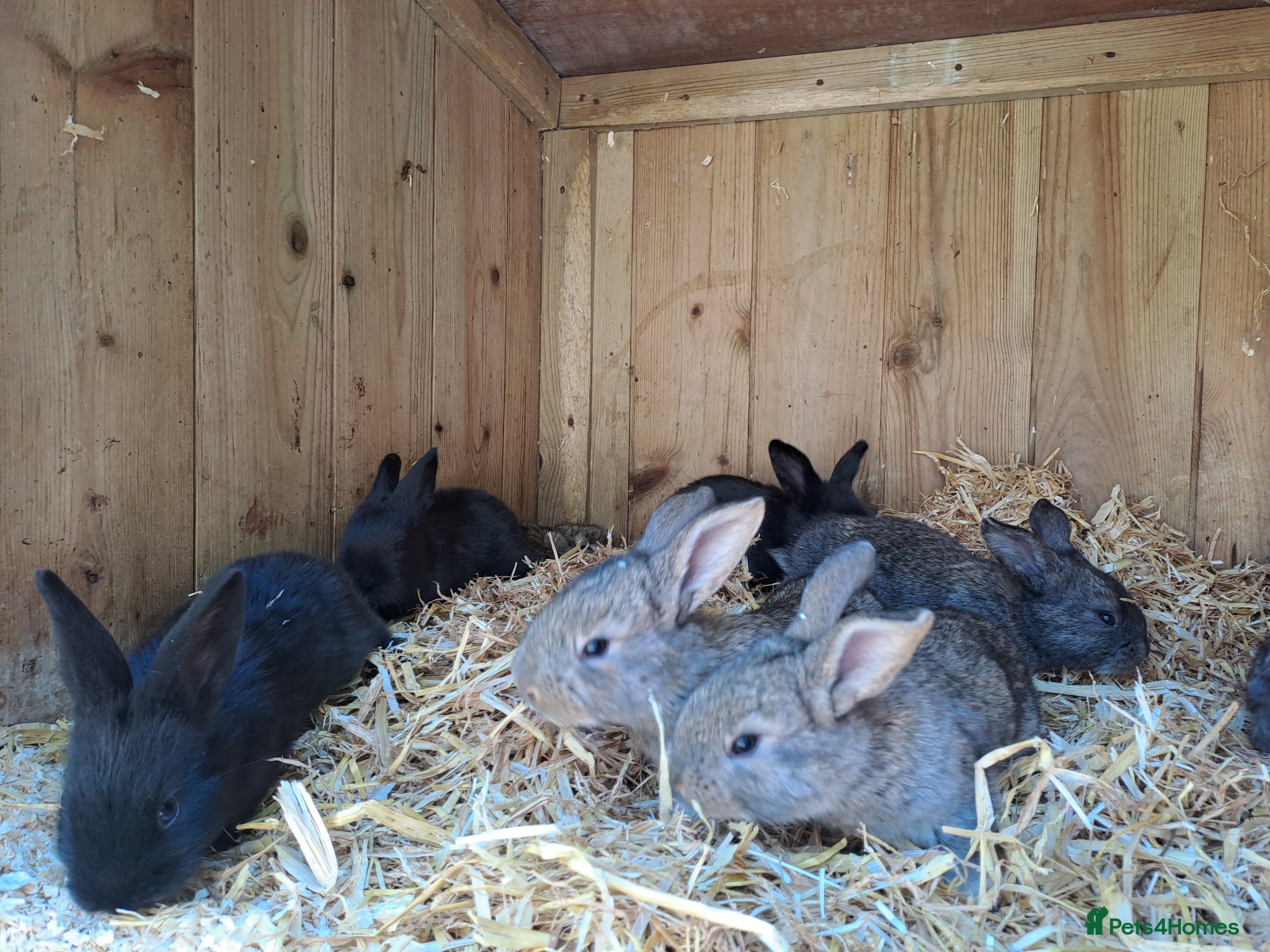 Continental Giant rabbits for sale: 10KG, Brc, show quality kits. MASSIVE  - Advert 9