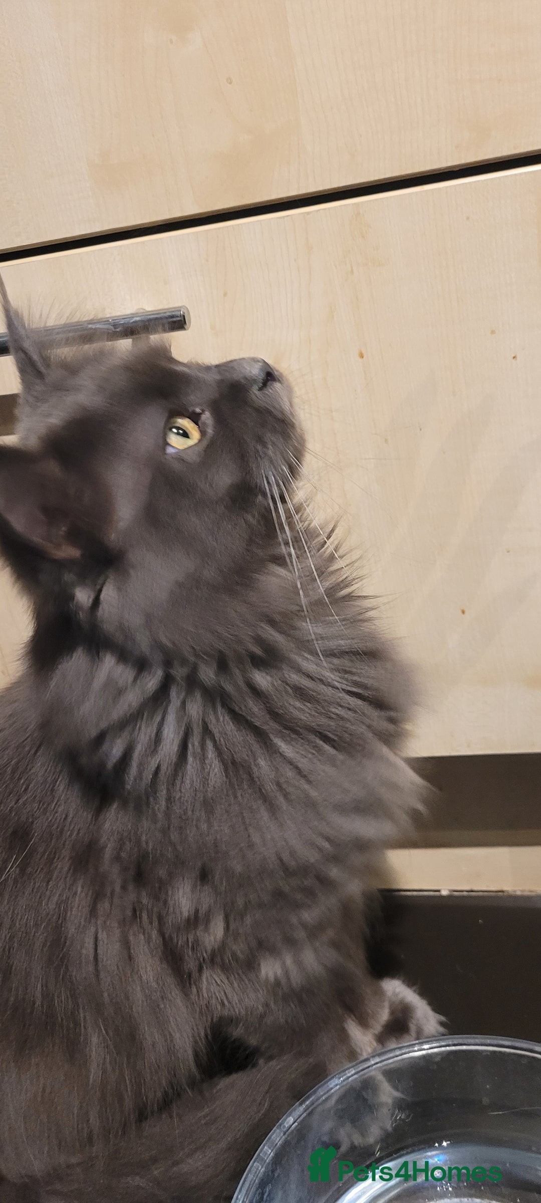 Maine Coon cats for sale: Maine Coon boy  - Advert 3