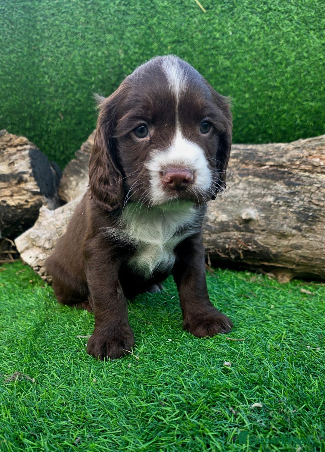 Cocker Spaniel dogs for sale: WORKING dna clear cocker spaniels  - Image 23