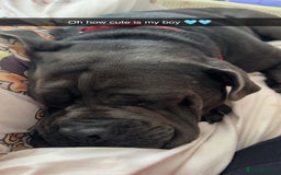 Cane Corso dogs for sale: That (Tye) looking for his forever home  - Image 10