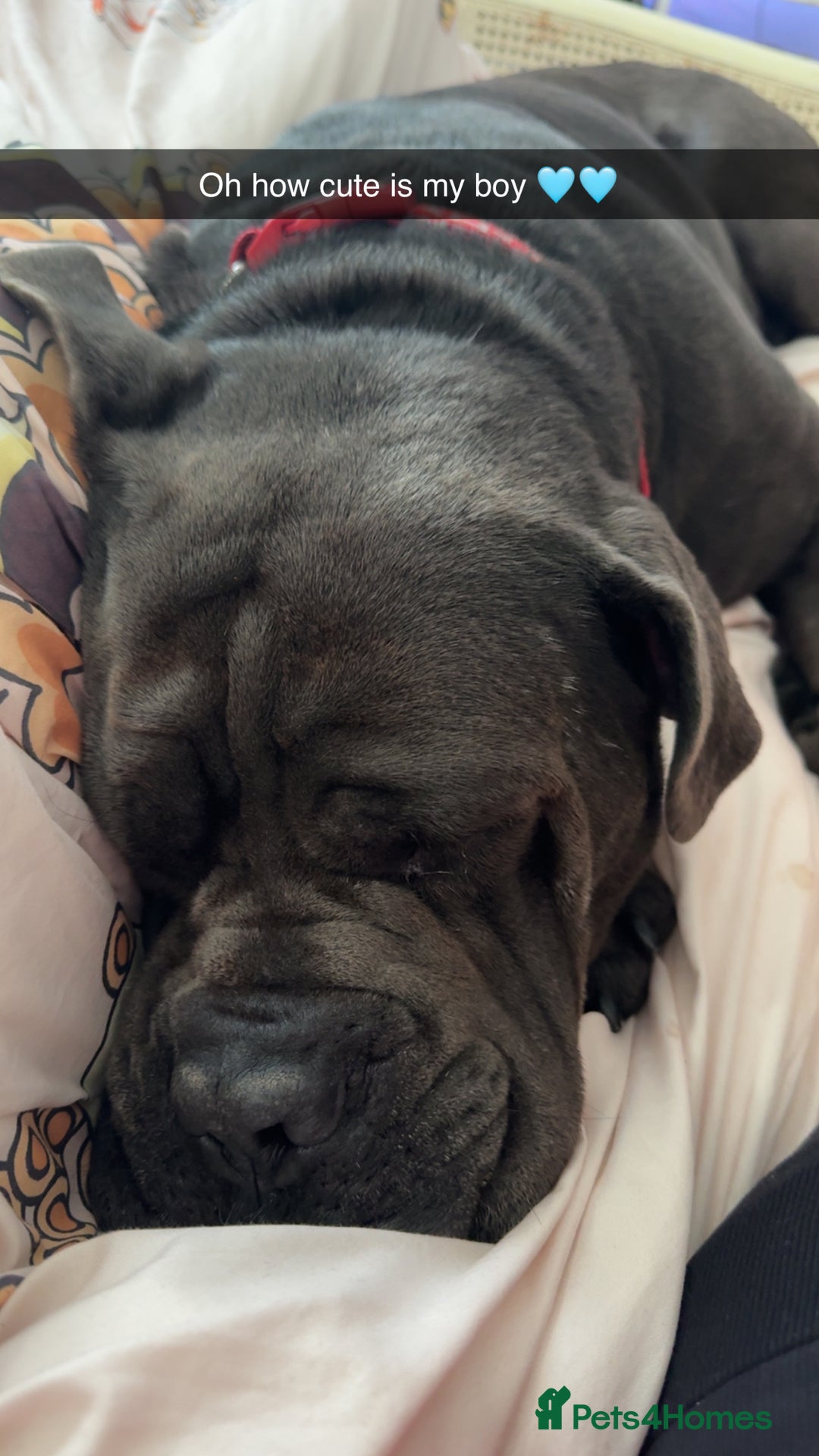 Cane Corso dogs for sale: That (Tye) looking for his forever home  - Image 10