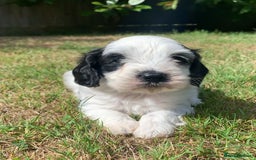 Cockapoo dogs for sale: Beautiful cockapoo puppies for sale - Image 2