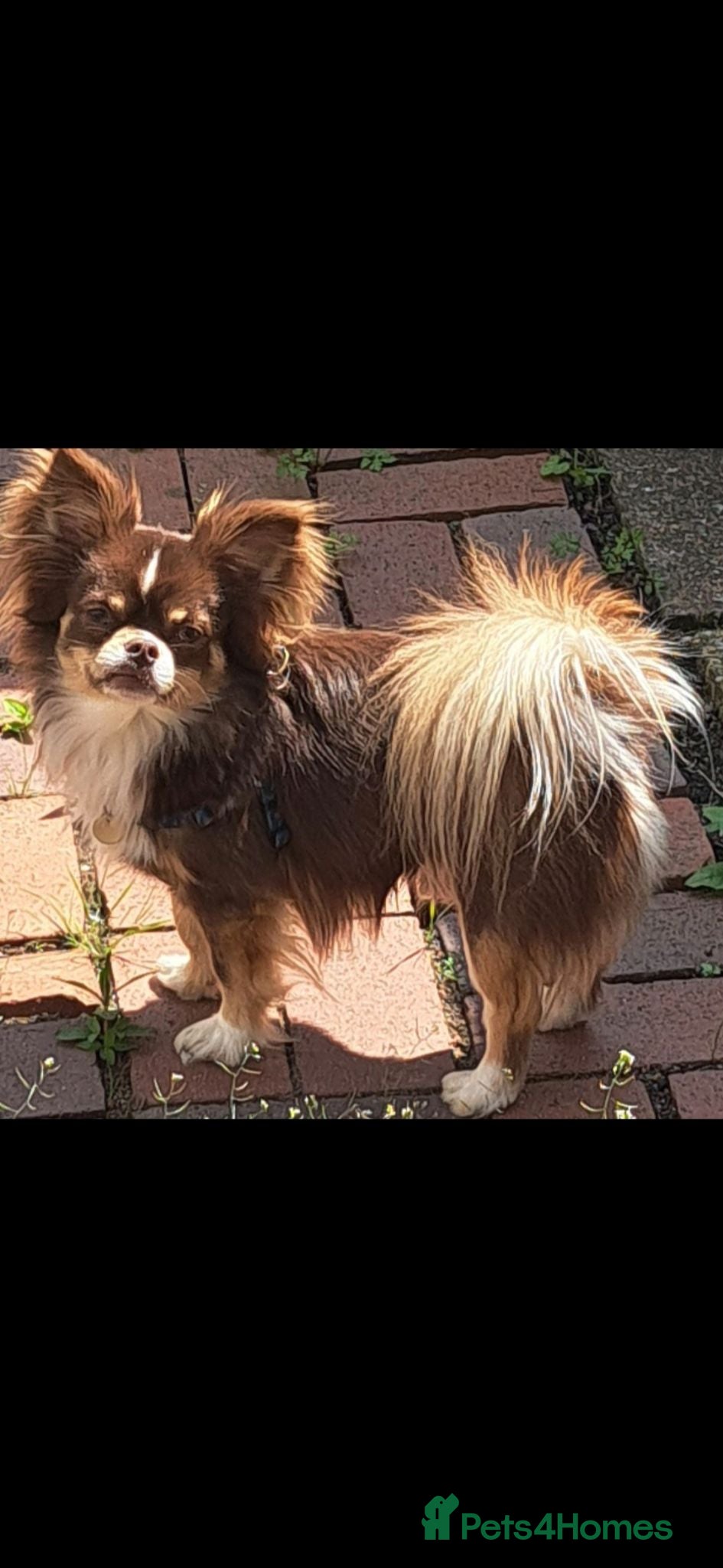 Chihuahua dogs  stud - Advert 1