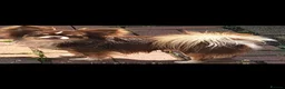 Chihuahua dogs for stud:  stud - Advert 1