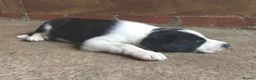 Border Collie dogs for sale: QUALITY BORDER COLLIE PUPPIES CHAMPION LINES in Cardiff - Advert 16