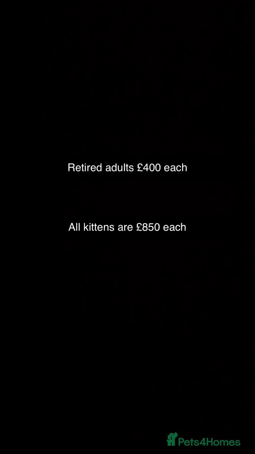 Maine Coon cats for sale: Ready now 😻 - Advert 38