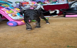 Mixed Breed dogs for sale: Saluki x lurcher/whippet puppies - Image 2