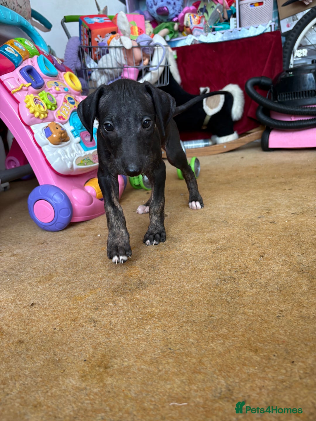 Mixed Breed dogs for sale: Saluki x lurcher/whippet puppies - Image 2