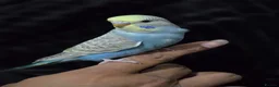 Budgerigars birds for sale: Beautiful Hand-Tamed Baby Budgies - For sale - Advert 3