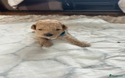 Cavapoochon dogs for sale: Beautiful cavapoochon puppies - Image 4
