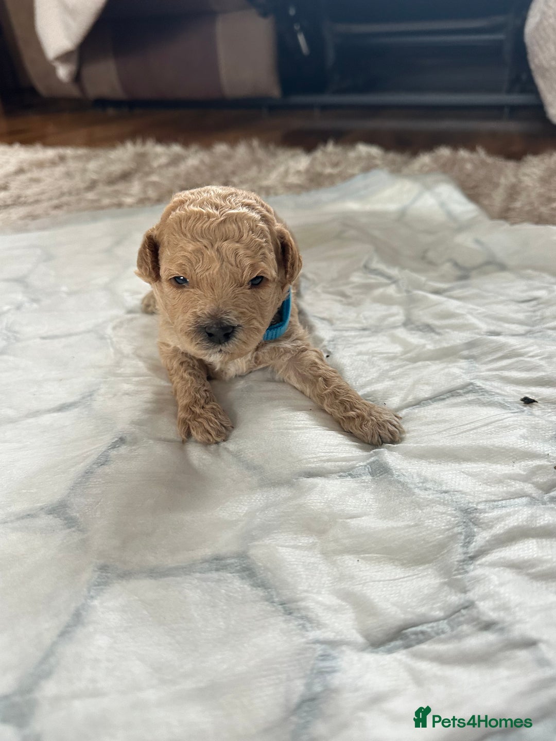 Cavapoochon dogs for sale: Beautiful cavapoochon puppies - Image 4
