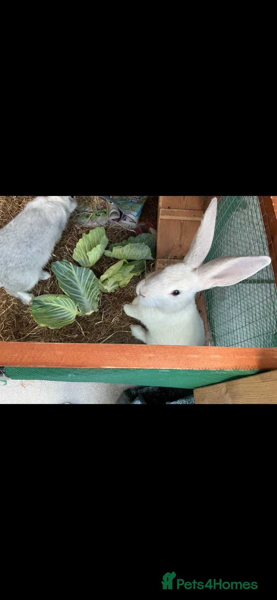 Continental Giant rabbits Continental giants  - Advert 1