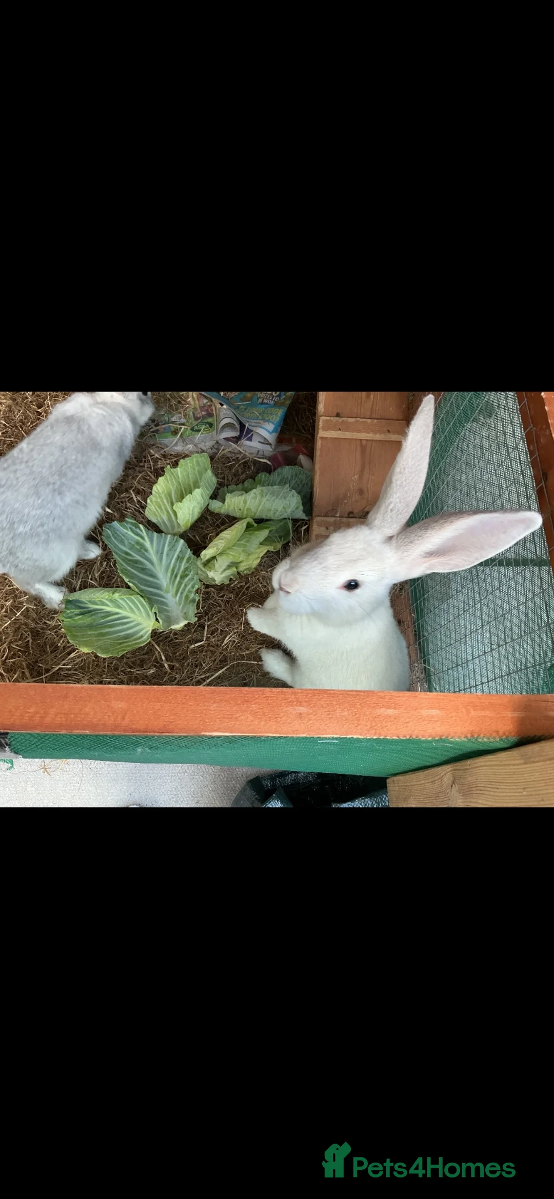 Continental Giant rabbits for sale: Continental giants  in Merthyr Tydfil - Advert 1