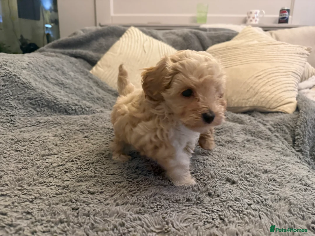 Maltipoo dogs for sale: DNA clear tiny toy F1b maltipoo puppy - Advert 18