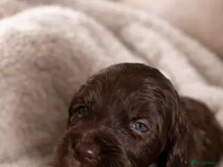 Cockapoo dogs Cockapoo - Advert 1