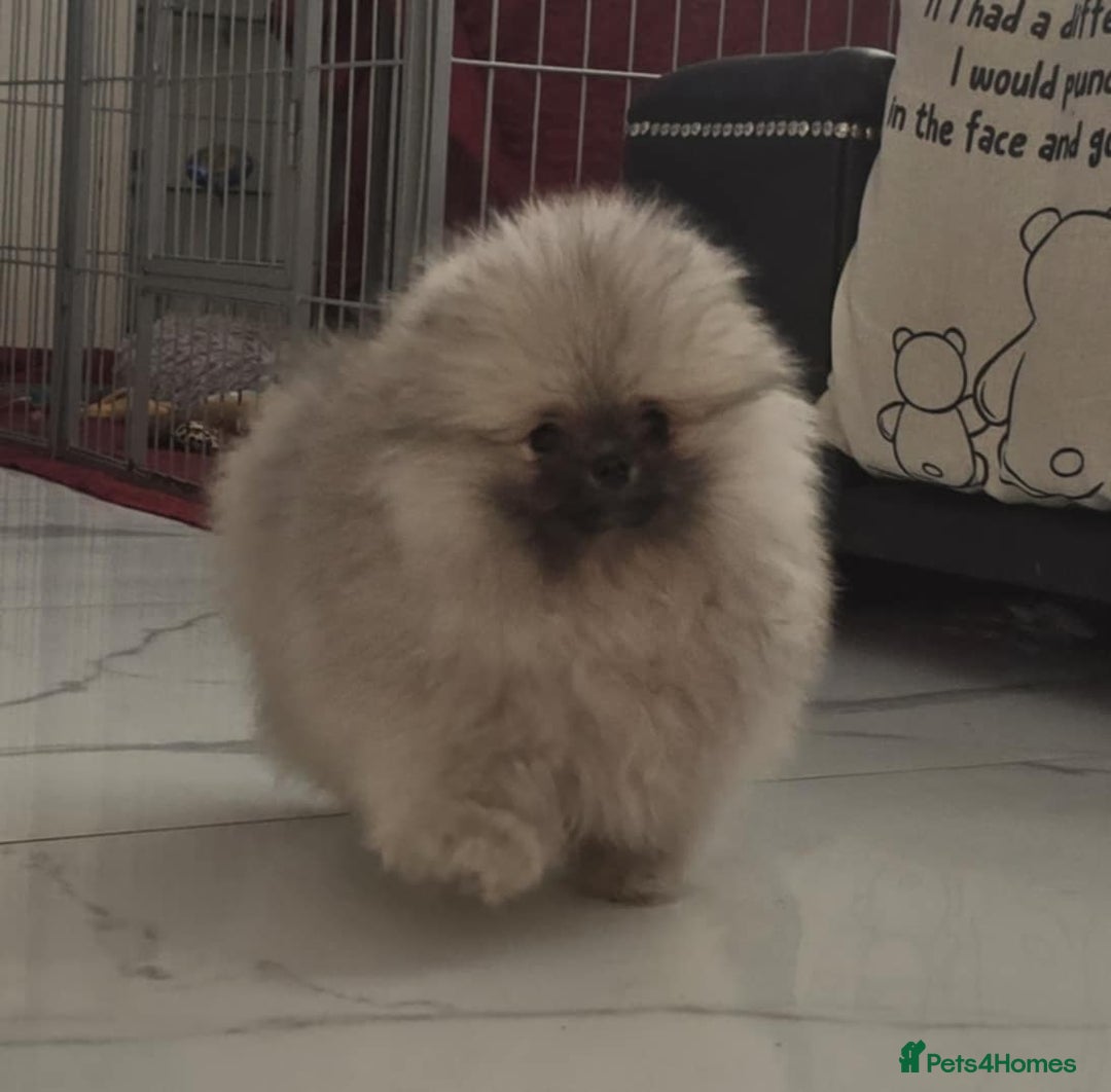 Pomeranian dogs for sale: Fabulous boys available to discerning pet homes - Advert 10
