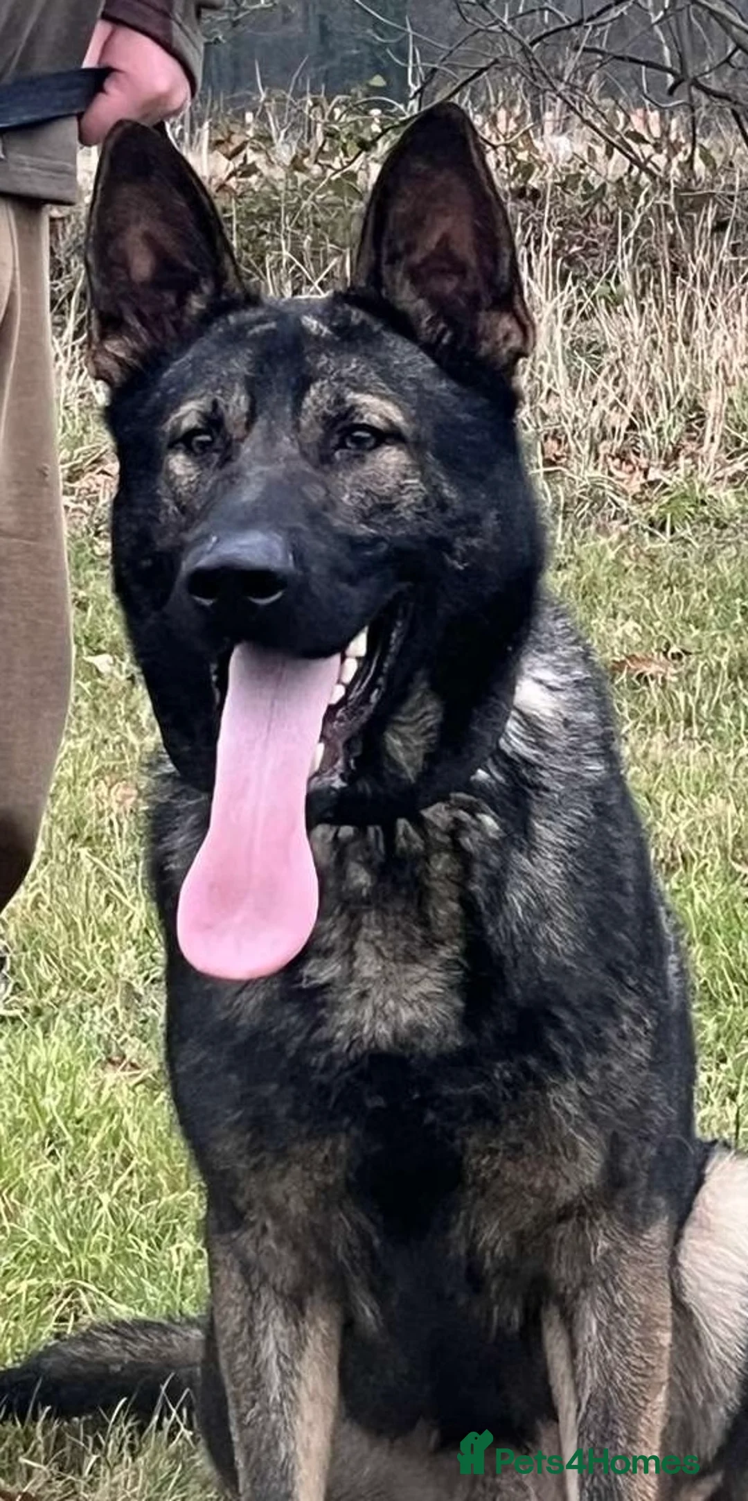 German Shepherd dogs for stud: Beautiful Fully health tested German shepherd stud - Advert 5