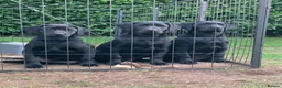 Labrador Retriever dogs for sale: Ready to leave, KC registered Labrador pups. in Brampton - Advert 5