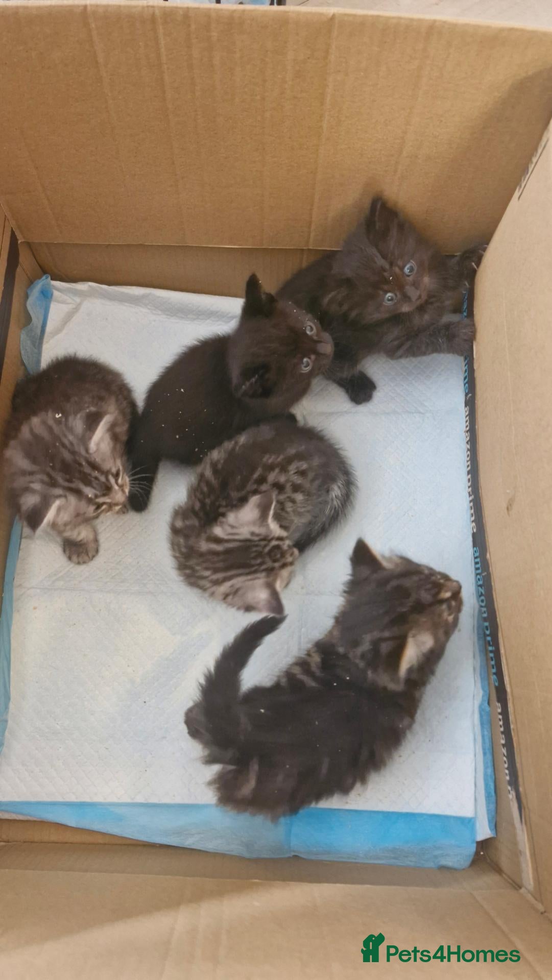 Mixed Breed cats Re available 2 girls one long hair - Advert 1
