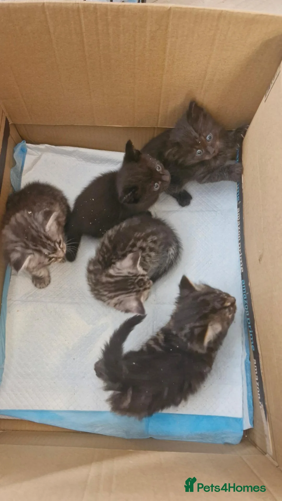 Mixed Breed cats for sale: Re available 2 girls one long hair - Advert 1