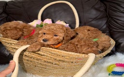 Toy Poodle dogs for sale: Gorgeous Fox Red Toy Poodle Females😍 - Image 15