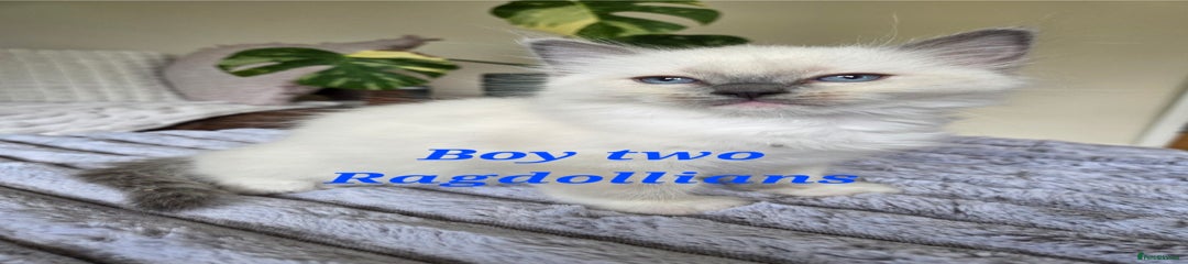 Ragdoll Kitten 2