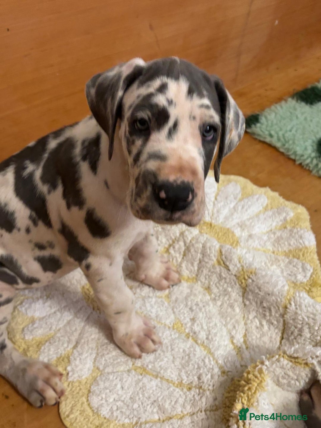 Great Dane dogs for sale: Purebred Great Dane Puppies – European Bloodline  - Advert 2