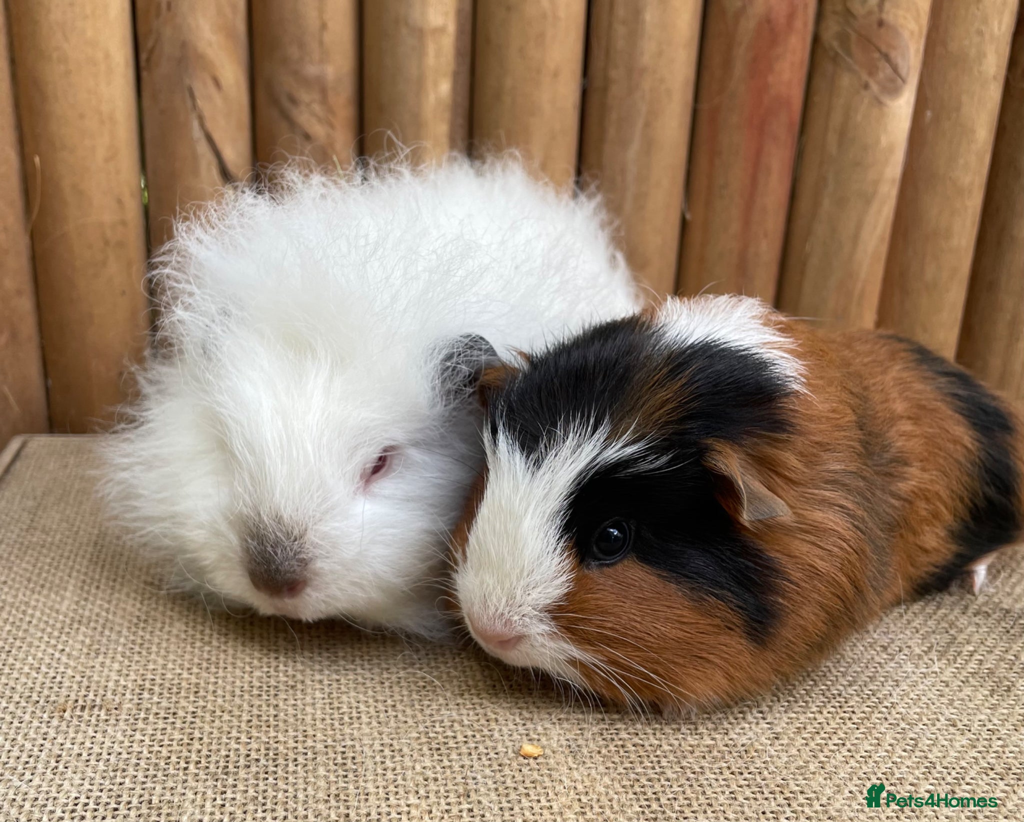 Guinea Pig rodents Baby boars ready now - Advert 4