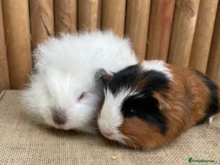 Guinea Pig rodents Baby boars ready now - Advert 1
