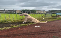 Dobermann dogs for sale: Pink male Doberman  - Image 5