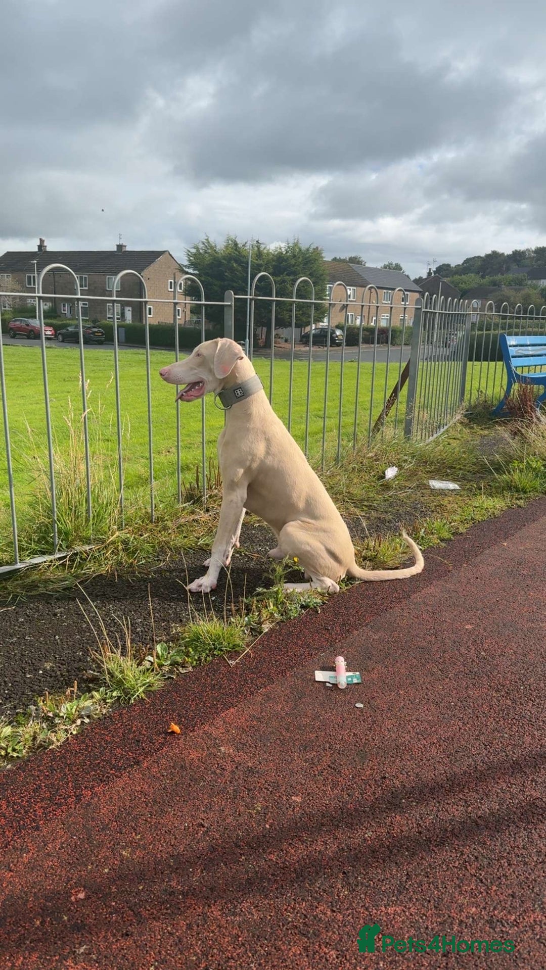 Dobermann dogs for sale: Pink male Doberman  - Image 5