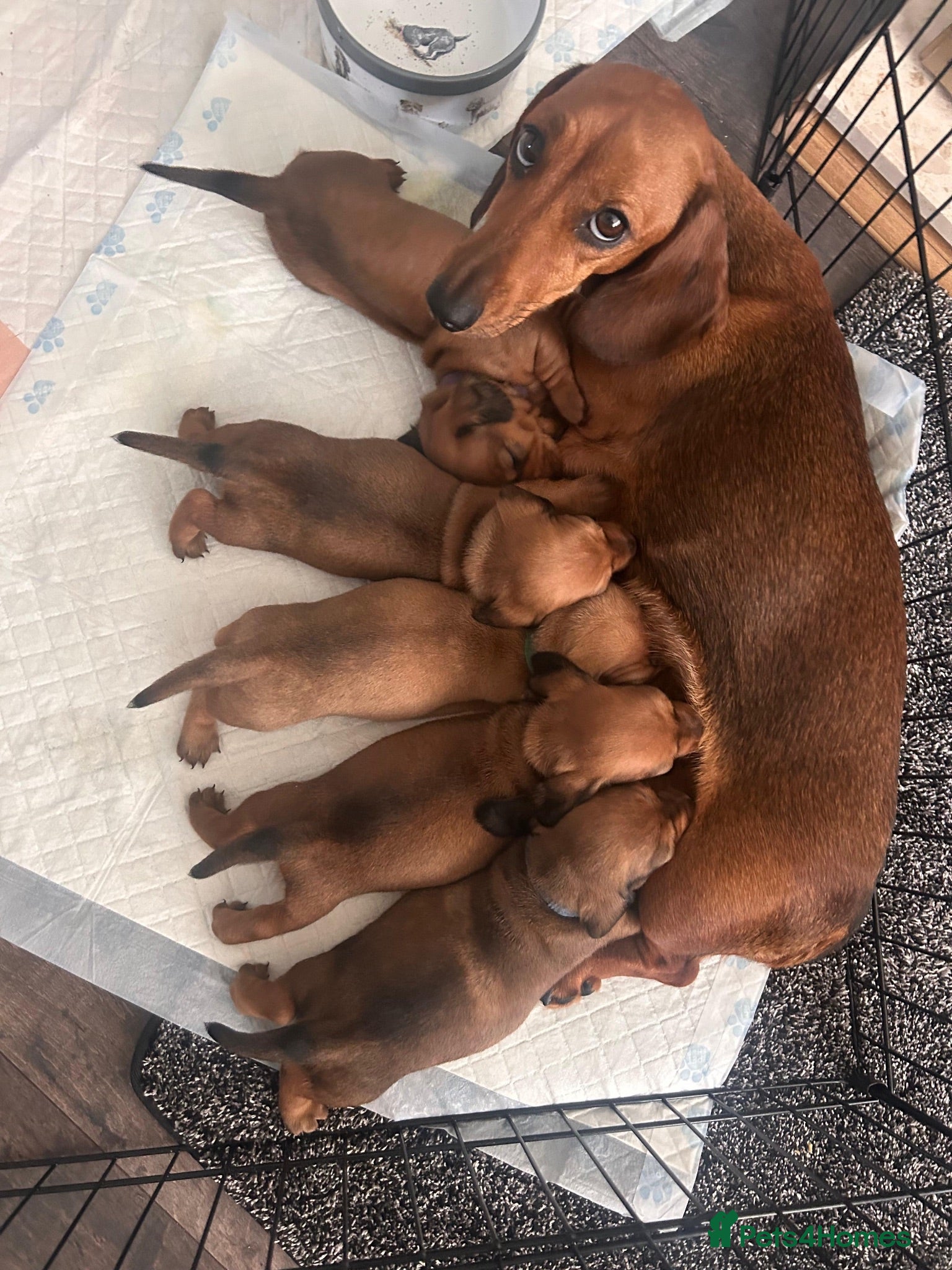 Miniature Dachshund dogs MINIATURE DACHSHUND PUPPIES – 1 GIRL & 2 BOYS AVAI - Advert 2