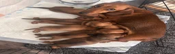 Miniature Dachshund dogs for sale: MINIATURE DACHSHUND PUPPIES – 1 GIRL & 2 BOYS AVAI - Advert 1