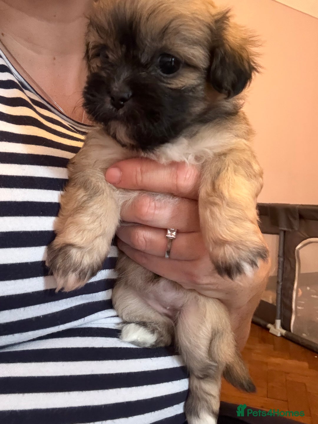 Mixed Breed dogs for sale: Peke’a’tease  - Image 22