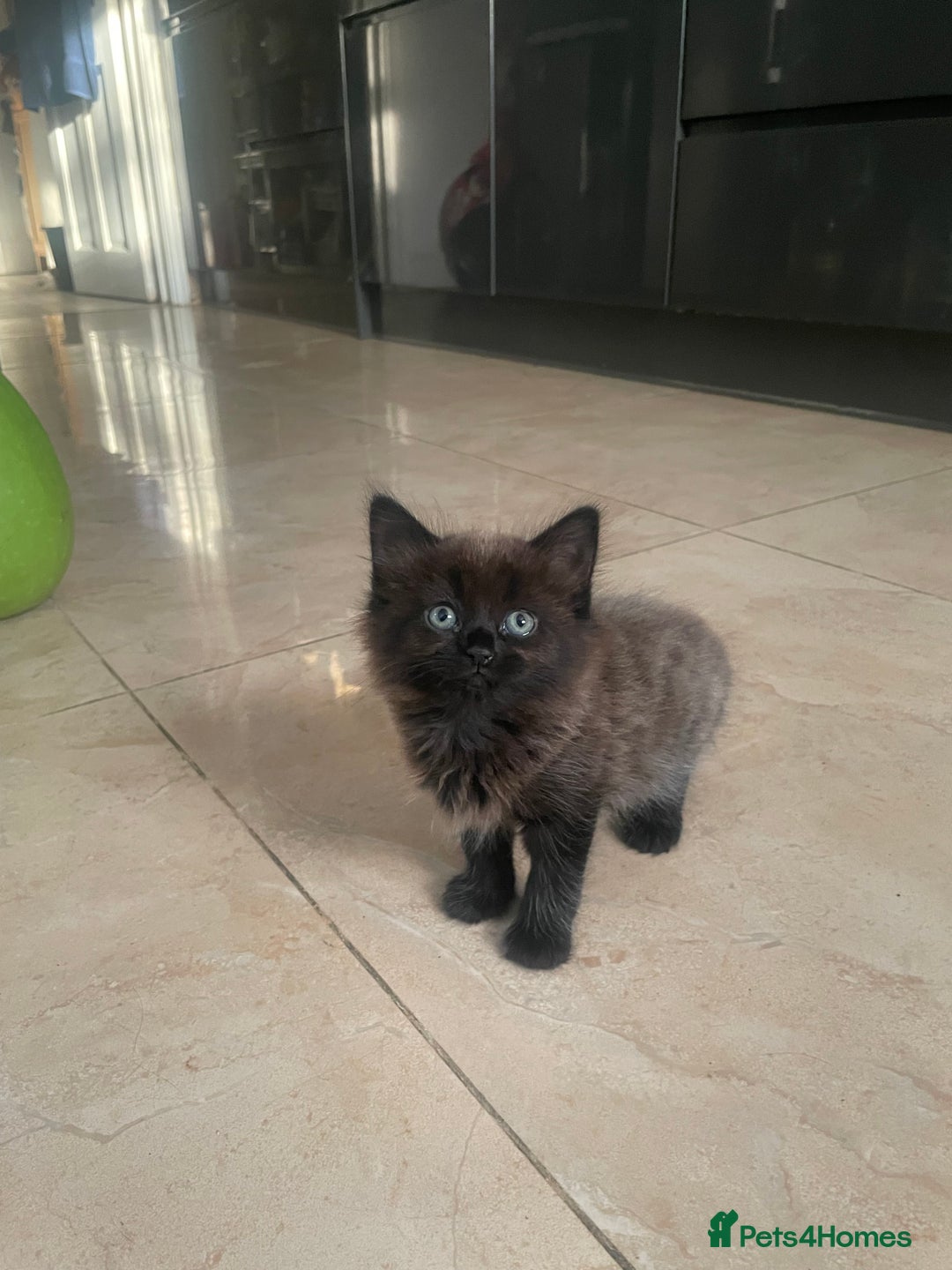 Mixed Breed cats for sale: Russian blu mix  - Image 22