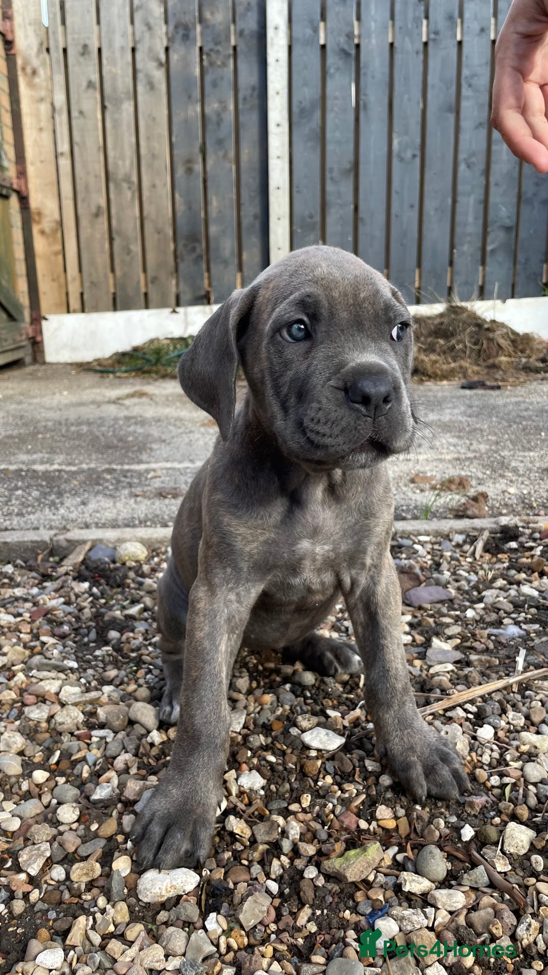 Cane Corso dogs for sale: Cane Corso puppies 9 week old 🫶❤️🫶 - Image 18